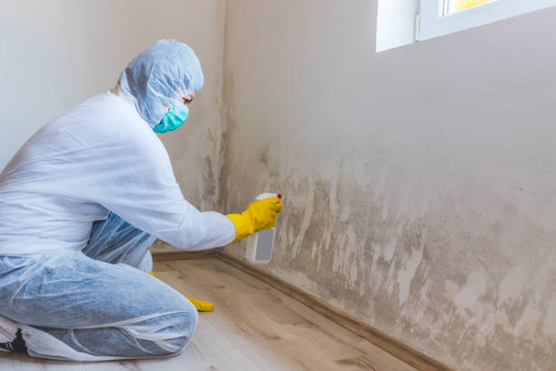 Licensed Mold Remediation service in Thompsonville, MI - 24 Hour Mold Removal